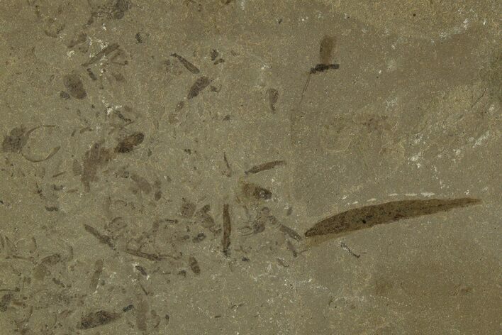 Fossil Willow (Salix) Leaf with Craneflies - Utah #331869